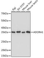 ADORA1 Antibody in Western Blot (WB)