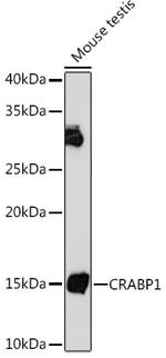 CRABP1 Antibody in Western Blot (WB)