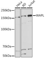 WAPL Antibody in Western Blot (WB)