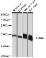 CEND Antibody in Western Blot (WB)