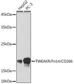 CD266 Antibody in Western Blot (WB)