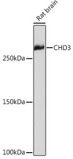 CHD3 Antibody in Western Blot (WB)