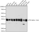 PP2A alpha/beta Antibody in Western Blot (WB)