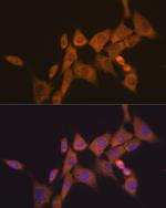 ATG10 Antibody in Immunocytochemistry (ICC/IF)