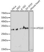 ATG10 Antibody in Western Blot (WB)