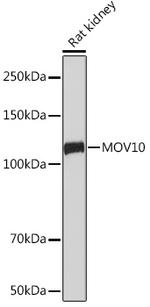 MOV10 Antibody in Western Blot (WB)