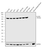 CLOCK Antibody in Western Blot (WB)