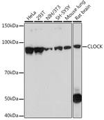 CLOCK Antibody in Western Blot (WB)