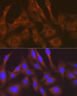 KARS Antibody in Immunocytochemistry (ICC/IF)