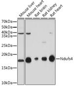 NDUFS4 Antibody in Western Blot (WB)