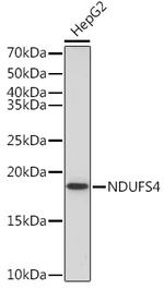 NDUFS4 Antibody in Western Blot (WB)