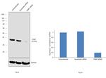 TRBP Antibody in Western Blot (WB)