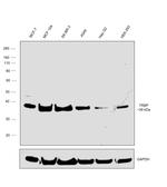 TRBP Antibody in Western Blot (WB)