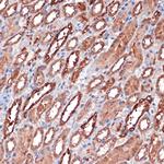 Carbonic Anhydrase II Antibody in Immunohistochemistry (Paraffin) (IHC (P))