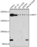 BAZ1B Antibody in Western Blot (WB)