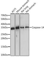 Caspase 14 Antibody in Western Blot (WB)