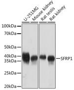 SFRP1 Antibody in Western Blot (WB)