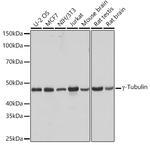 gamma Tubulin Antibody in Western Blot (WB)