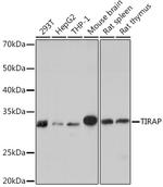 TIRAP Antibody in Western Blot (WB)