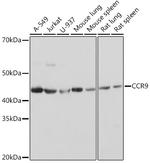 CCR9 Antibody in Western Blot (WB)