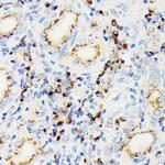 EIF2A Antibody in Immunohistochemistry (Paraffin) (IHC (P))