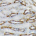 GluR6 Antibody in Immunohistochemistry (Paraffin) (IHC (P))