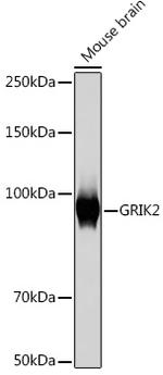 GluR6 Antibody in Western Blot (WB)