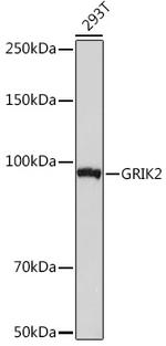 GluR6 Antibody in Western Blot (WB)