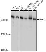 USP9X Antibody in Western Blot (WB)