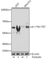 Phospho-c-Myc (Ser62) Antibody in Western Blot (WB)