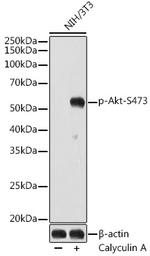 Phospho-AKT1/AKT2/AKT3 (Ser473) Antibody in Western Blot (WB)