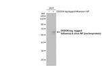 Influenza A NP Antibody in Western Blot (WB)