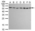 ATG12 Antibody in Western Blot (WB)