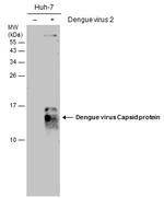 Dengue Virus Type 2 Capsid Antibody in Western Blot (WB)