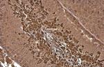 PGK1 Antibody in Immunohistochemistry (Paraffin) (IHC (P))