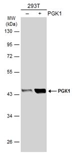 PGK1 Antibody in Western Blot (WB)