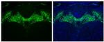 Tyrosine Hydroxylase Antibody in Immunohistochemistry (Paraffin) (IHC (P))