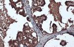 Crkl Antibody in Immunohistochemistry (Paraffin) (IHC (P))