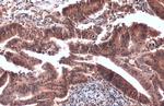 Crkl Antibody in Immunohistochemistry (Paraffin) (IHC (P))