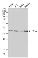 Crkl Antibody in Western Blot (WB)