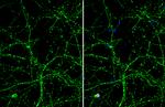 OTUB1 Antibody in Immunocytochemistry (ICC/IF)