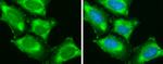 SH3GL1 Antibody in Immunocytochemistry (ICC/IF)