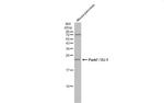 PARK7 Antibody in Western Blot (WB)