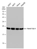 PARK7 Antibody in Western Blot (WB)