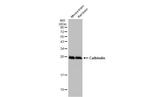 Calbindin Antibody in Western Blot (WB)