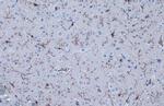 IBA1 Antibody in Immunohistochemistry (Paraffin) (IHC (P))