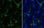 IBA1 Antibody in Immunohistochemistry (Frozen) (IHC (F))