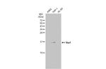 IBA1 Antibody in Western Blot (WB)