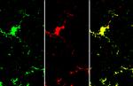 IBA1 Antibody in Immunohistochemistry (Frozen) (IHC (F))