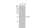 IBA1 Antibody in Western Blot (WB)